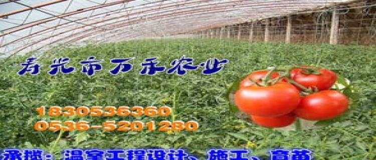 大棚西红柿种植与管理技术