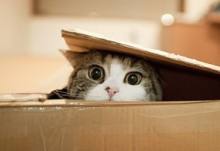为什么猫喜欢箱子