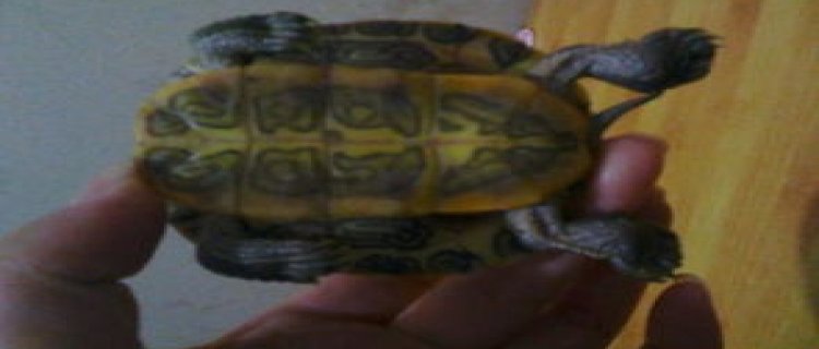 死乌龟和冬眠乌龟有什么区别?