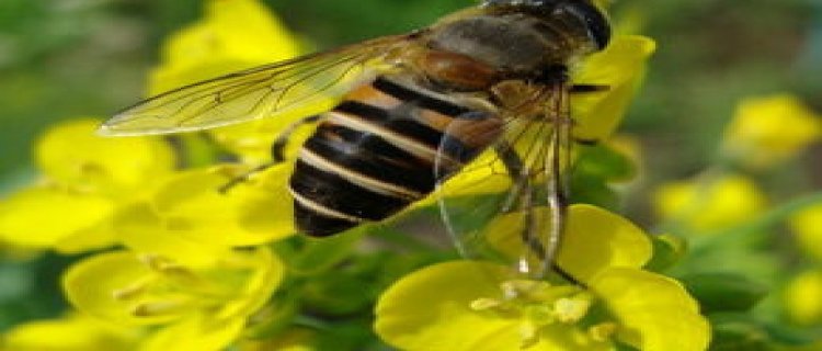 蜜蜂蛰了人蜜蜂会死掉吗为什么