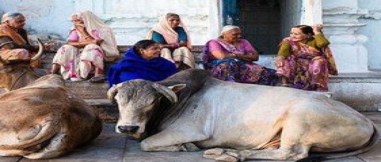 印度牛的佛鹅呢是什么意思?