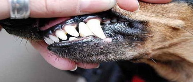 狗狗去牙结石的方法