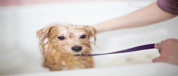 狗狗用人的沐浴露会怎样?