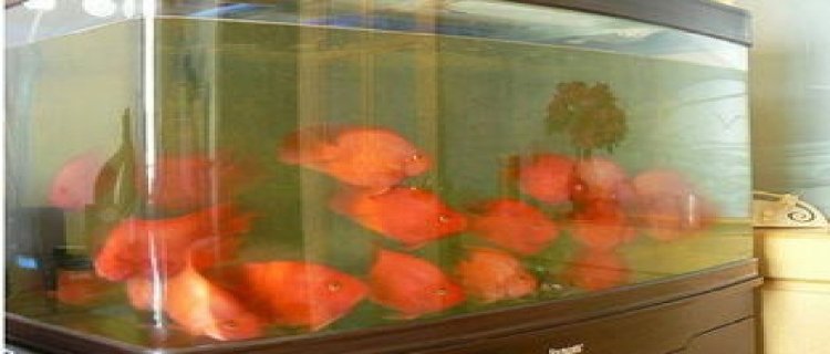 黄鹦鹉鱼能吃增红饲料吗