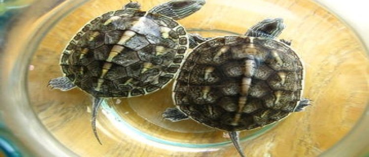 珍珠龟能活多久