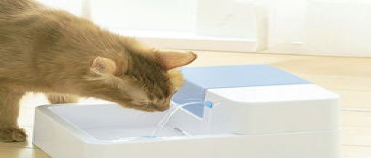 猫只喝水不吃东西没精神走路不稳尿多