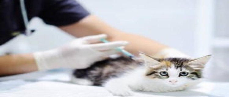 猫咪一共要打几针疫苗需要多少钱