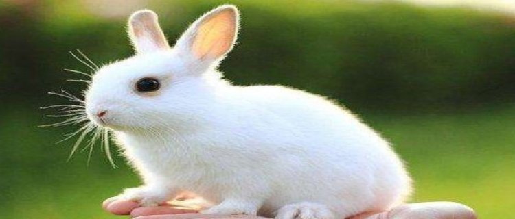 兔子是生蛋还是直接生小兔子