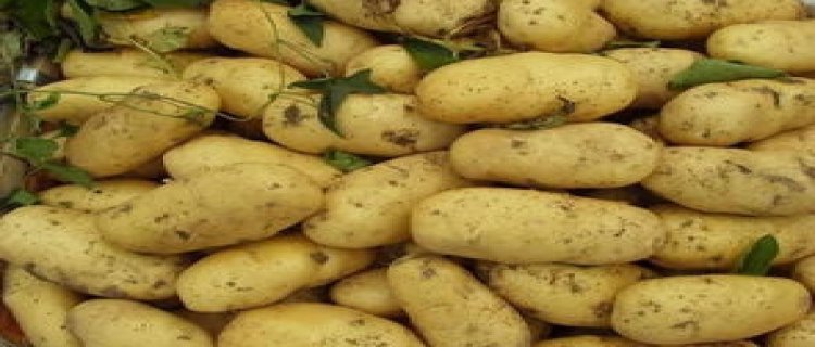保存土豆的最好方法是什么