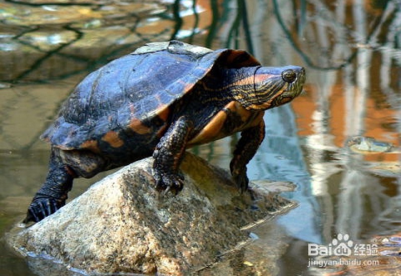 巴西龟可以与其他种类乌龟混养吗?