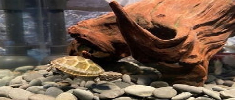 麝香龟用什么环境养深色