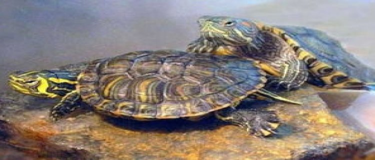 家养的巴西龟冬眠吗?
