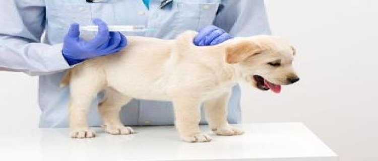 狗狗一岁了还能打疫苗吗