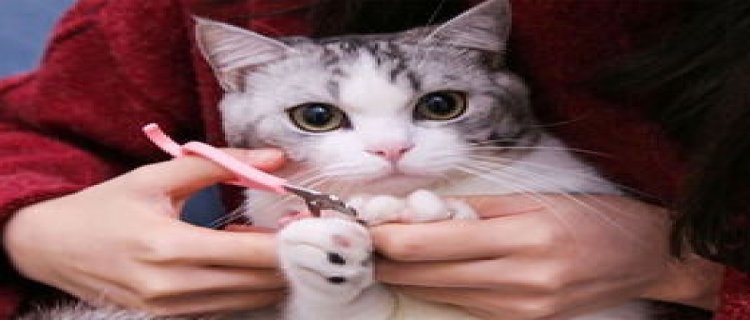 猫咪的指甲成片状脱落吃什么