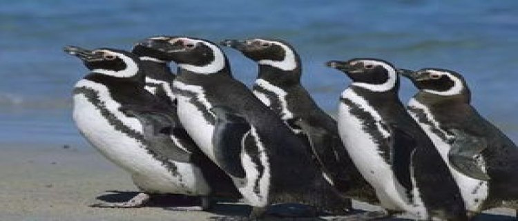 极地企鹅生活在什么地区麦哲伦企鹅生活在什么地区
