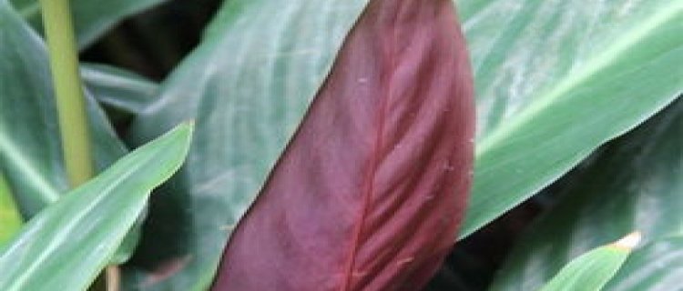 紫背竹芋的叶子尖焦了