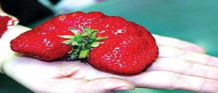 草莓是裸子植物还是被子植物?