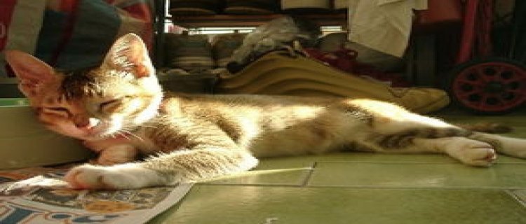 猫为什么要晒太阳