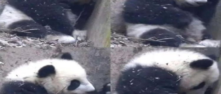 7个月残疾大熊猫被3名女游客泼水后躲在角落，基地回应橙柿互动
