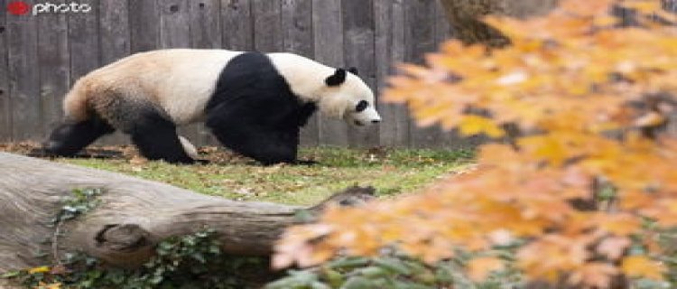 大熊猫丫丫去美国前是在哪个动物园 旅美大熊猫丫丫死了