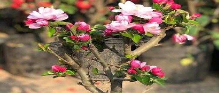 盆栽海棠花的养殖方法和注意事项有哪些?