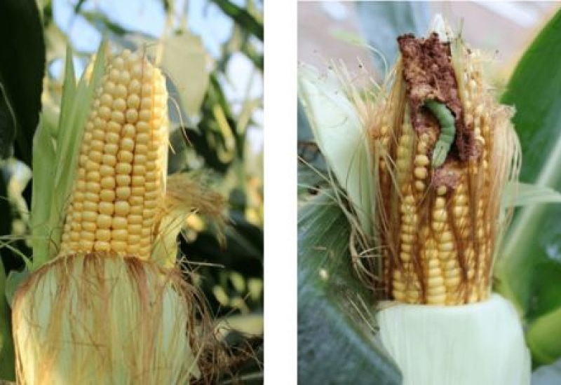 玉米转基因和非转基因的区别 怎么区分转基因玉米和非转基因玉米