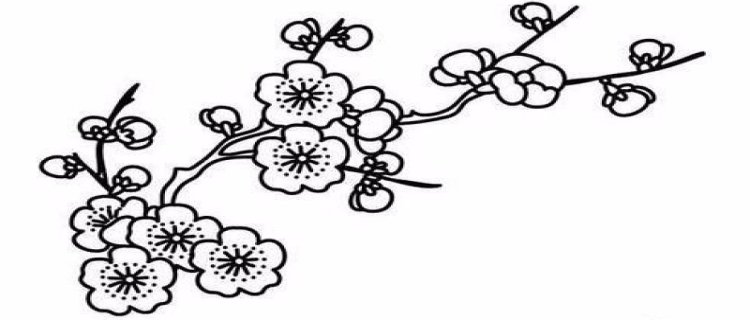 儿童简笔画之梅花树,梅花的简笔画画法步骤
