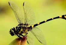 蜻蜓有多少只眼睛？蜻蜓的寿命有多久