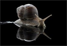 蜗牛外形运动特点是什么？ 蜗牛为什么冬眠