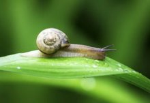 蜗牛一年四季的生活方式是怎么样的？蜗牛夜间活动还是白天活动