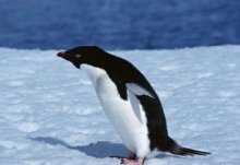 企鹅智商有人类几岁？最大的企鹅叫什么