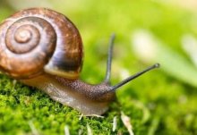 蜗牛是怎样吃食的？蜗牛有嗅觉吗