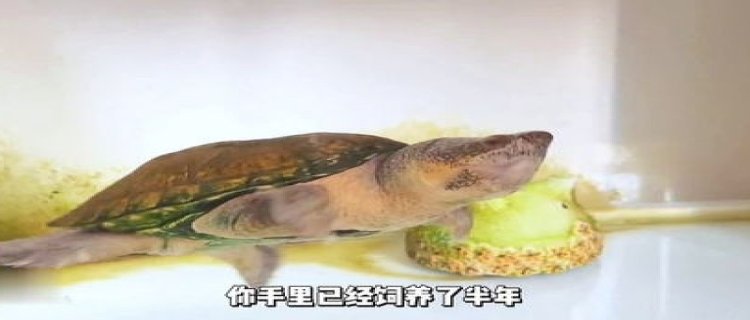 自来水能养乌龟吗