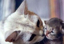 怀孕母猫得了猫鼻支怎么办