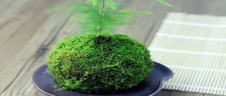 苔藓盆景的制作方法