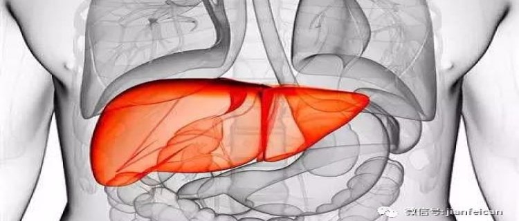 肝脏的生理功能是什么？肝脏不好怎么调理