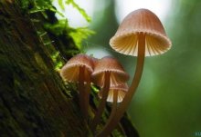 为什么蘑菇生长不需要阳光 蘑菇生长需要的条件