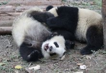 大熊猫属于什么科动物