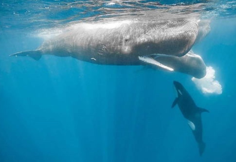 虎鲸为什么怕抹香鲸 抹香鲸的天敌是虎鲸吗