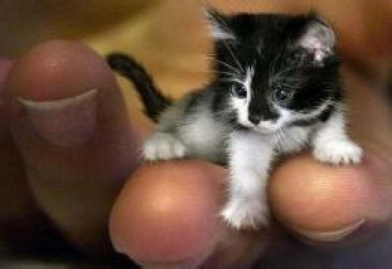 世界上最小的猫是什么
