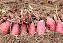 红薯增产有什么方法