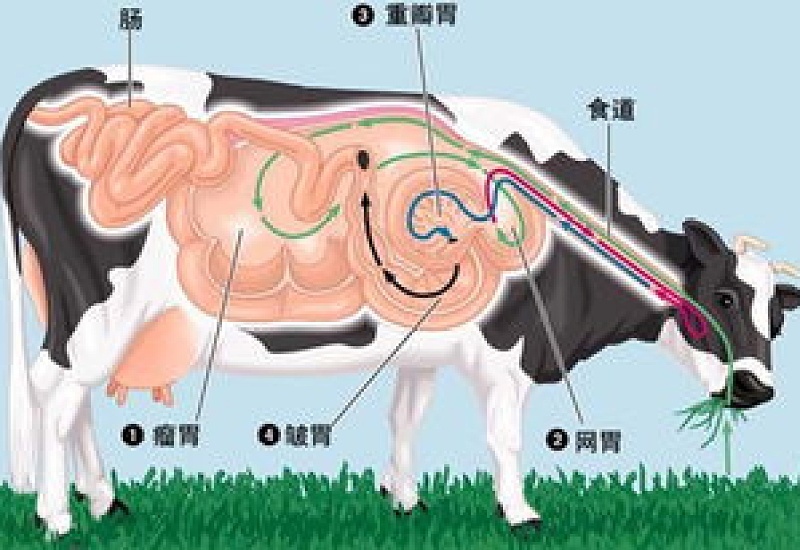 牛为什么有四个胃