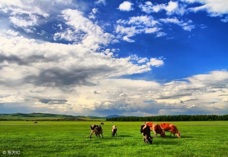 2024年内蒙古五月份草原有草了吗
