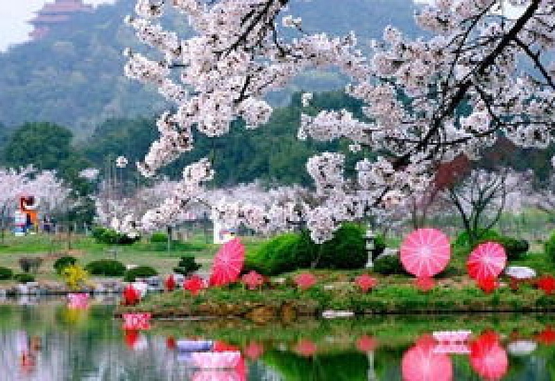 2024年武汉5月份有樱花吗