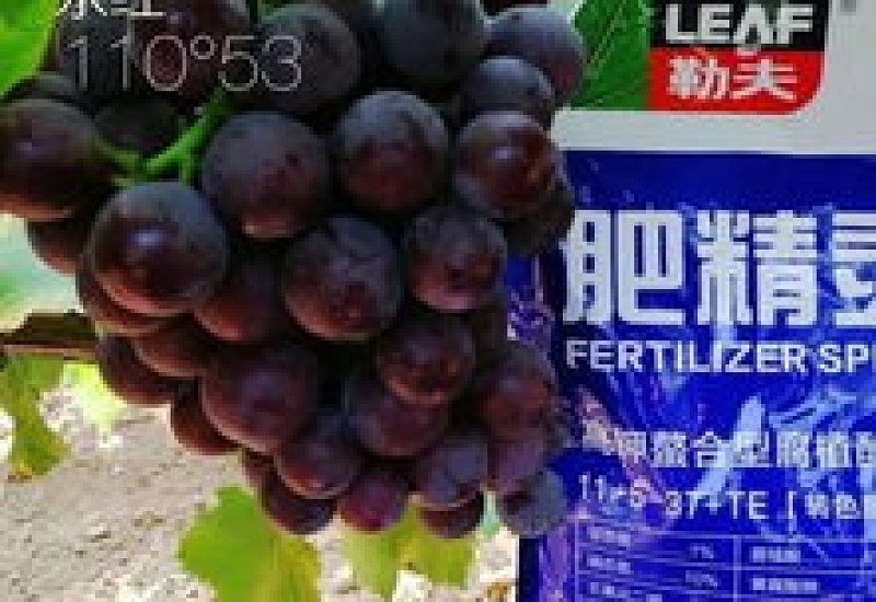 葡萄全年施肥方法