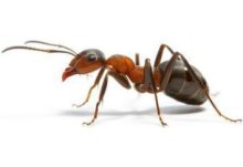 小黄蚂蚁是怎么形成的